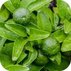 wxxIbH8S5ZBFRCzwG0Ng.jpg?w=940&h=940