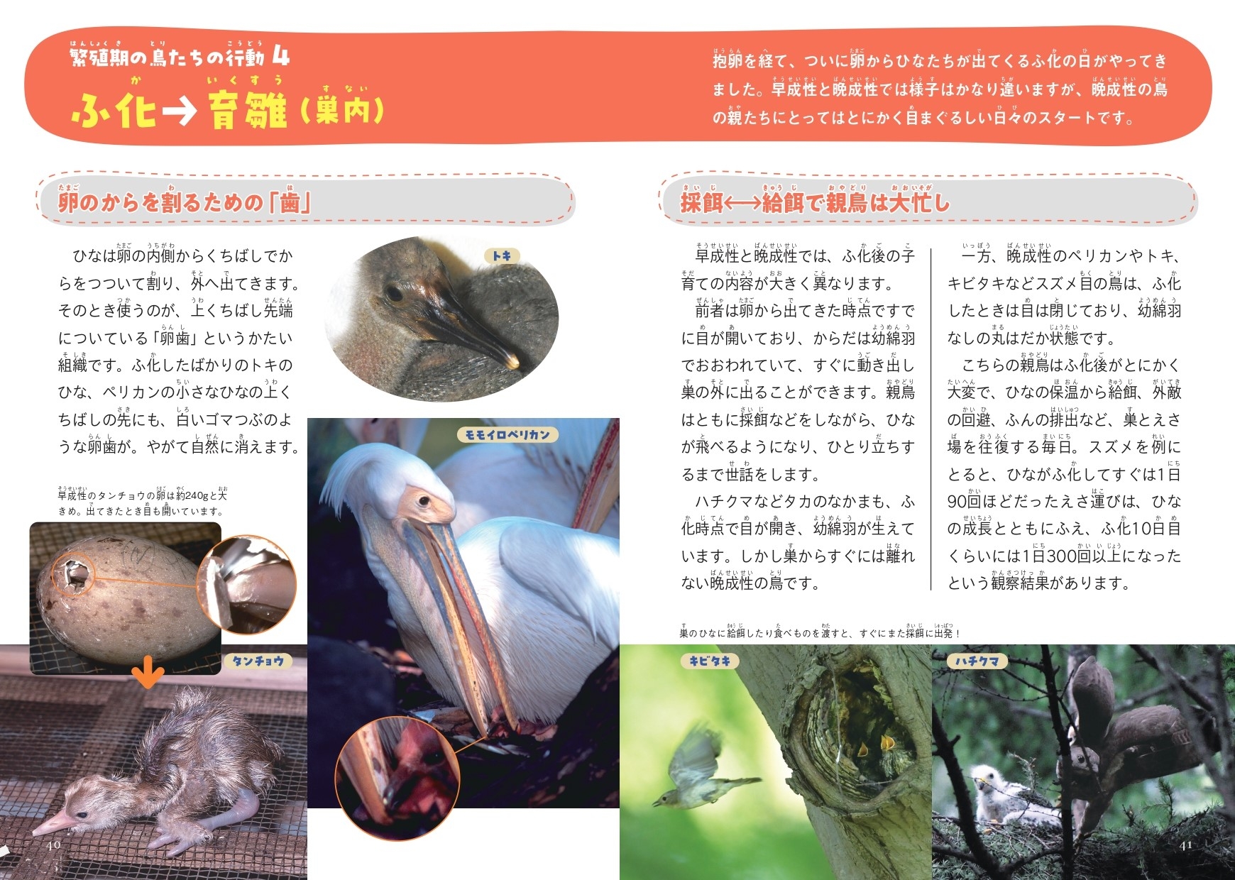 ふ化→育雛(巣内)