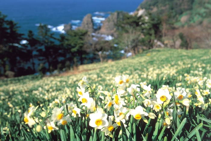 越前水仙群生地 例年の見ごろ:1月上旬〜2月 / 宿から車で約1時間