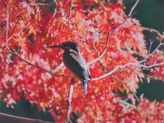 緑と水の市民カレッジ  オンライン講座アンコール配信決定！「バードウォッチング入門」お申込み受付中