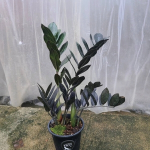 x2lZ1ZXIGzReBFCLl99T.jpg?w=940&h=940