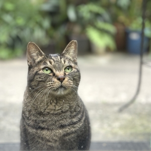 x86wOsEbwMq5l8y5qLKI.jpeg?w=940&h=940