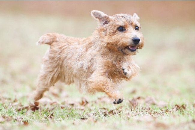 【マウントジーンズ那須】那須食材で作ったワンちゃん専用メニュー販売開始のお知らせ