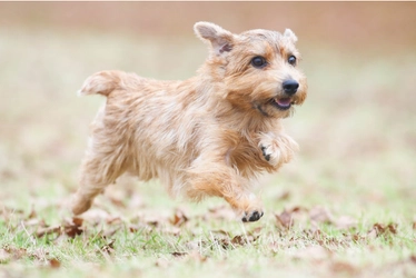 【マウントジーンズ那須】那須食材で作ったワンちゃん専用メニュー販売開始のお知らせ