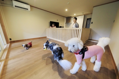 室内プレイスペース＆プライベートガーデン付きDogルーム