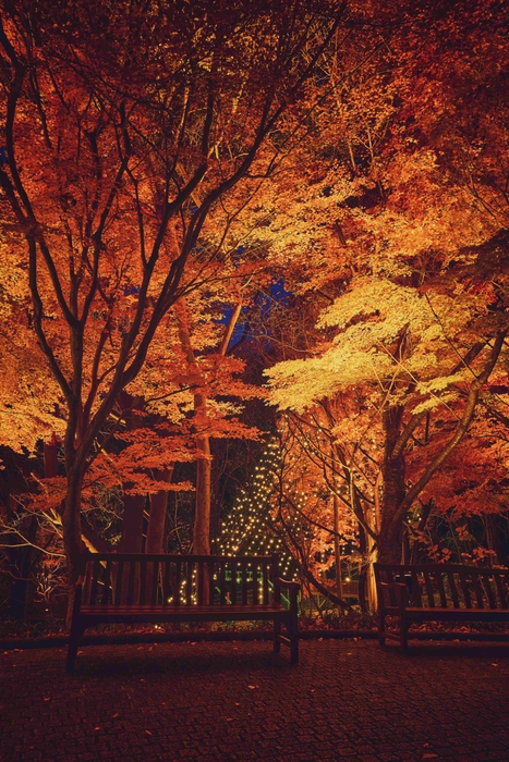 紅葉ライトアップとクリスマスイルミネーション(3)
