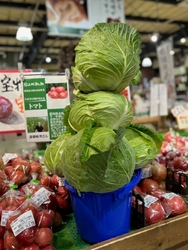 ＼幻と言われる「嬬恋キャベツ419」が登場／ 地元農家さんのお野菜をお得にゲット　 群馬県渋川市『上州・村の駅』「むらの夏野菜まつり」 8月2日(土)～8月31日(日)まで開催