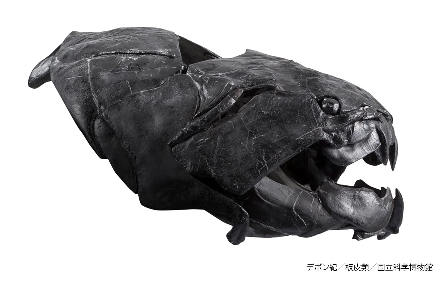 ダンクルオステウス(レプリカ)