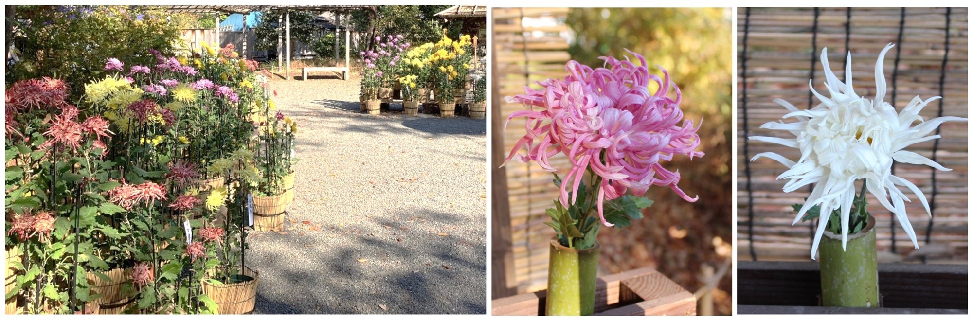 向島百花園「菊が彩る江戸花屋敷」開催 令和８年11月７日（土）～30日（月）江戸の園芸文化に触れる秋