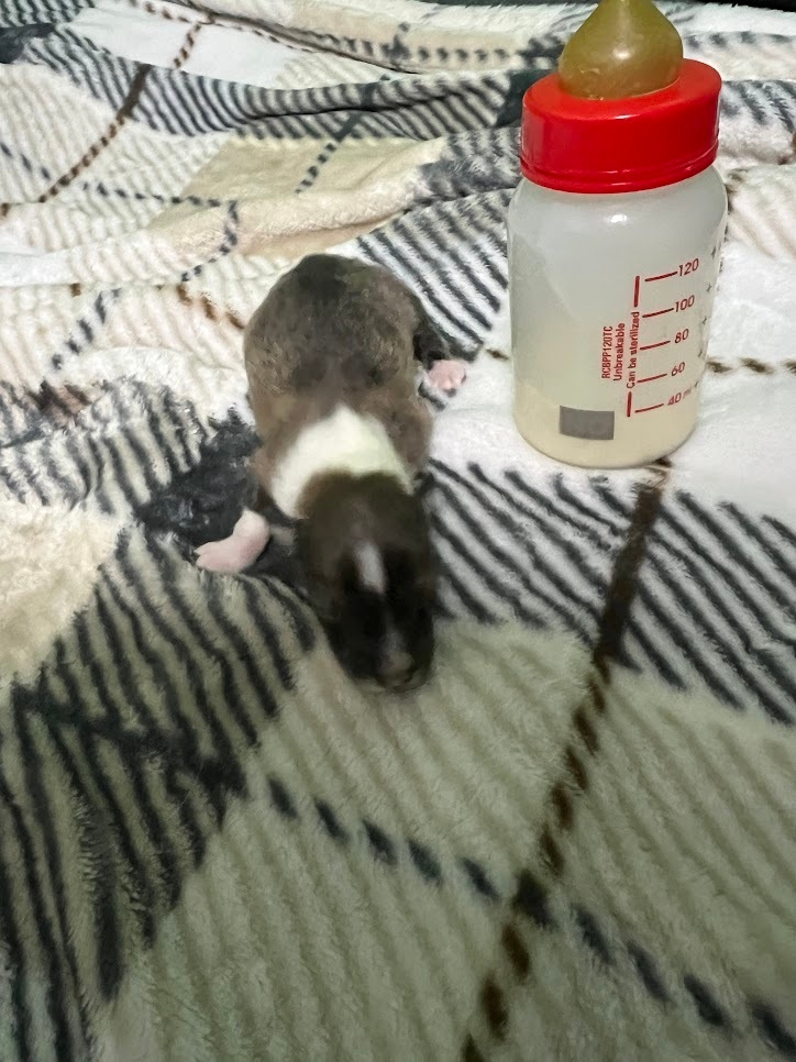 天に還った小さな命達。。。