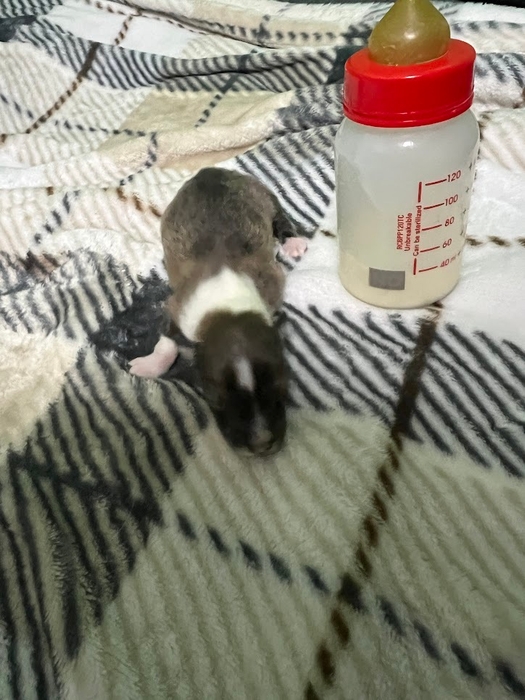 天に還った小さな命達。。。