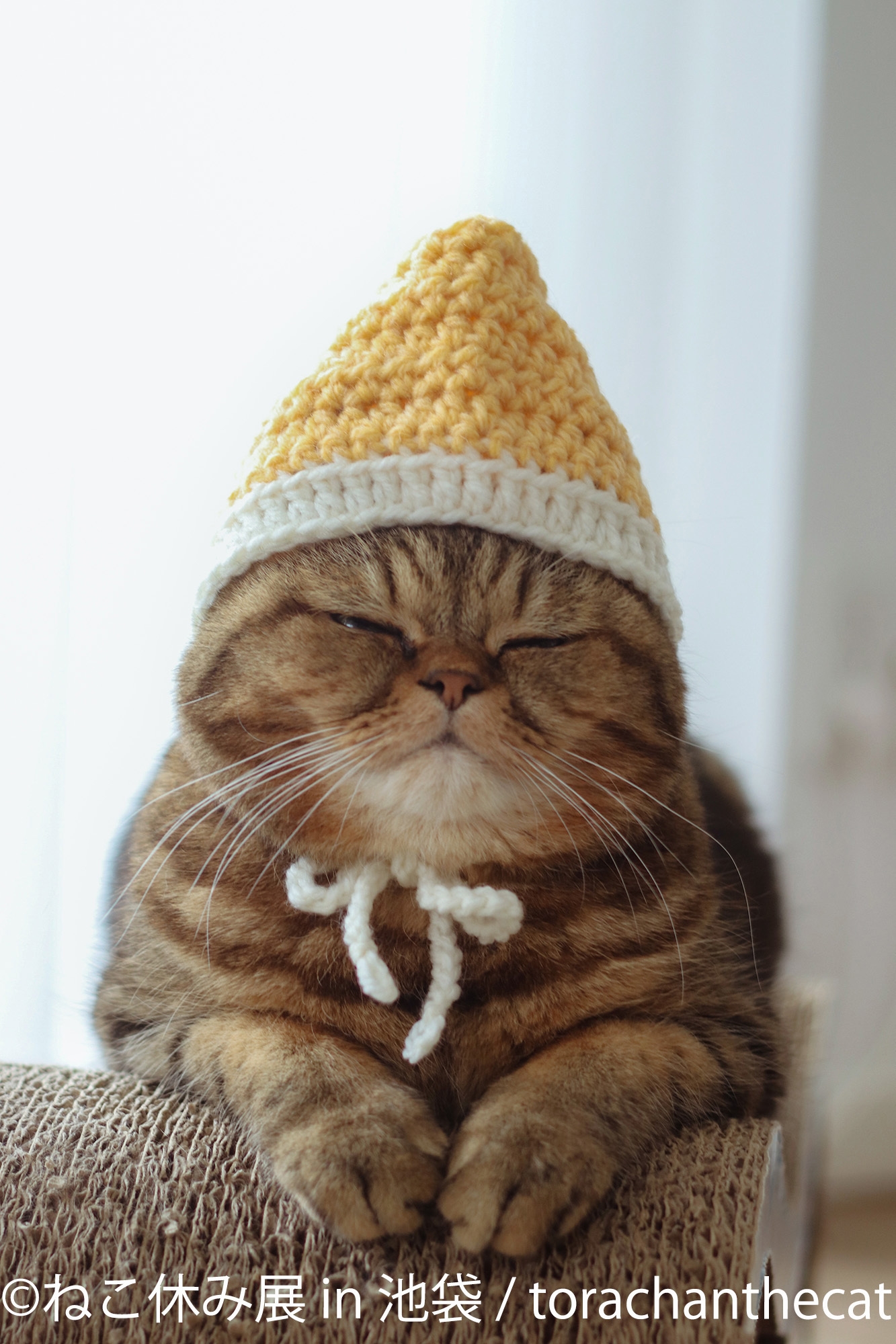 展示作品:torachanthecat