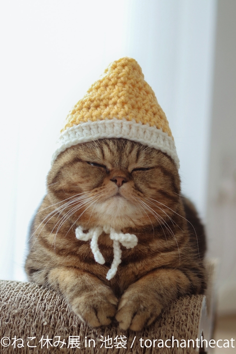 展示作品:torachanthecat