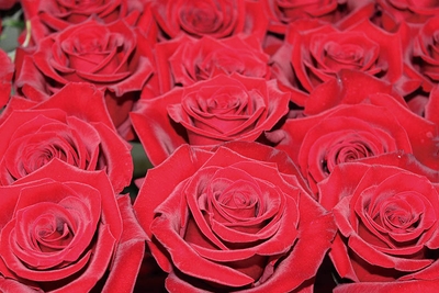 xGwyXtEAT1sgiVi6GbzH.jpg?w=940&h=940