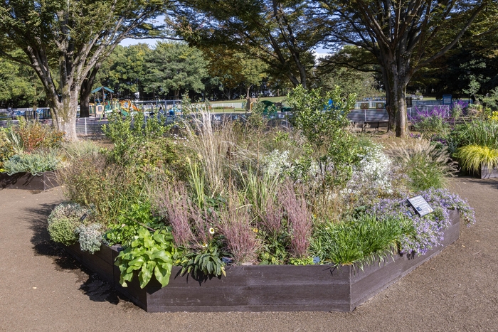 Cガーデンの様子(11月)