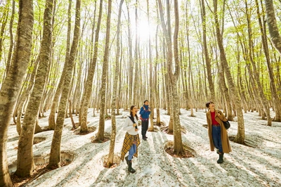 木漏れ日で輝くブナ林