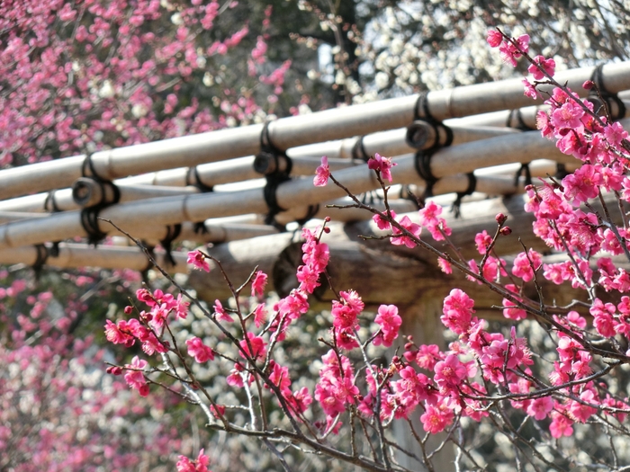 梅開花期の園内の様子(過去の様子)