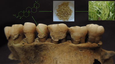 研究成果のイメージ（モトゥザイテ＝マトゥゼビチウテ博士作成）