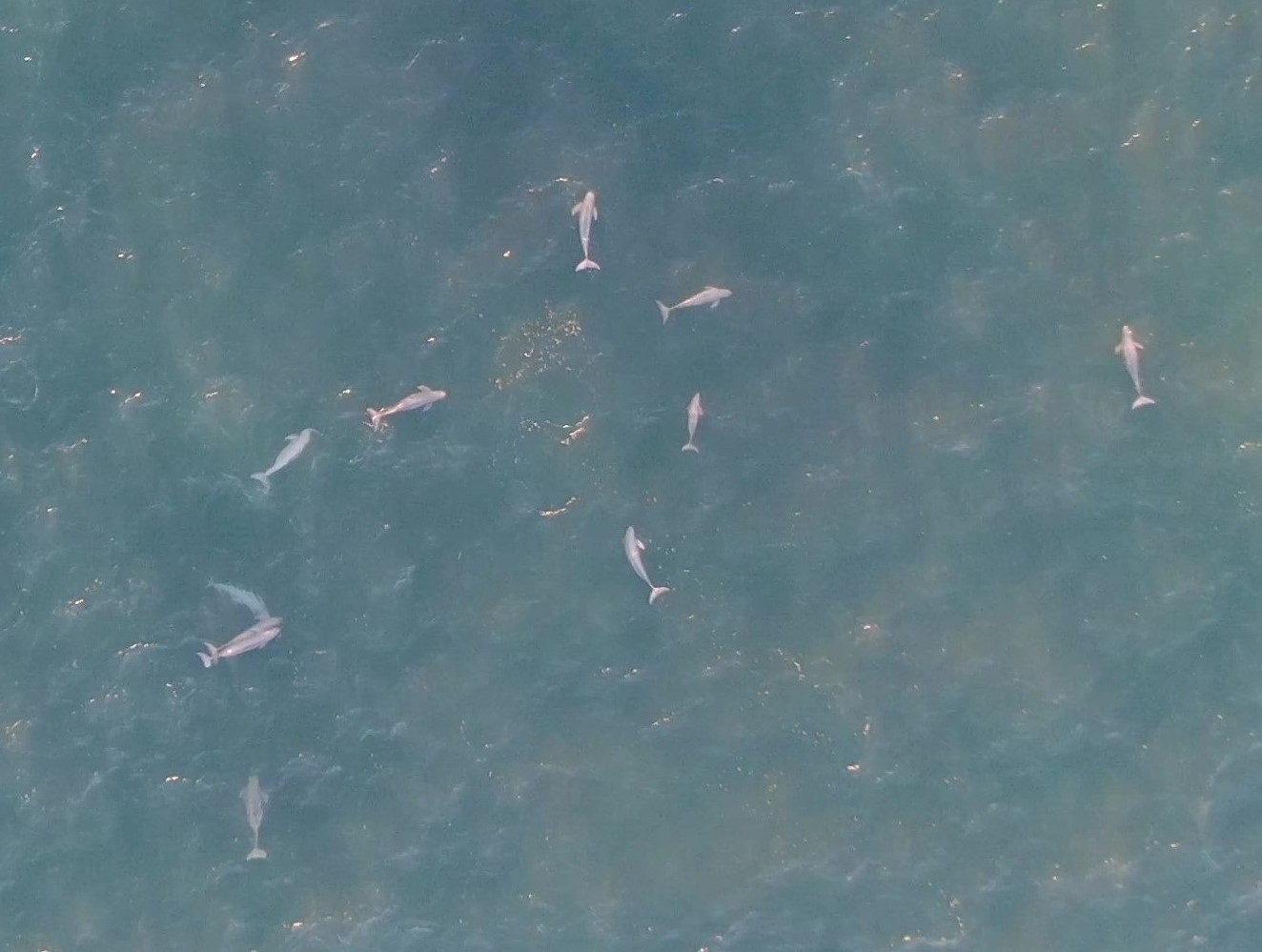 スナメリの集合(2024年12月撮影)