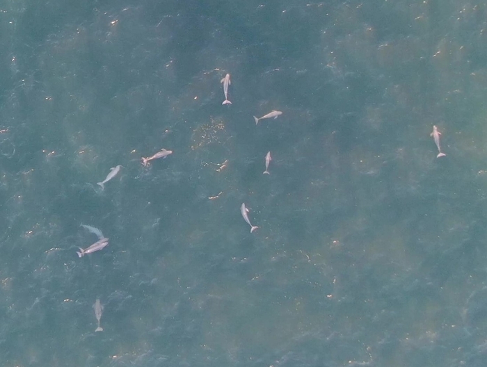 スナメリの集合(2024年12月撮影)