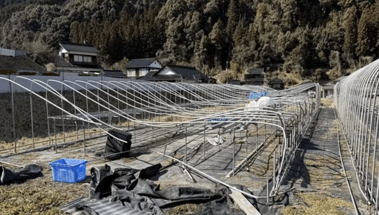 大雪により全壊した育苗パイプハウス30m×2棟