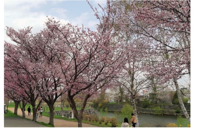 サーモンパーク内/千歳川沿いの桜