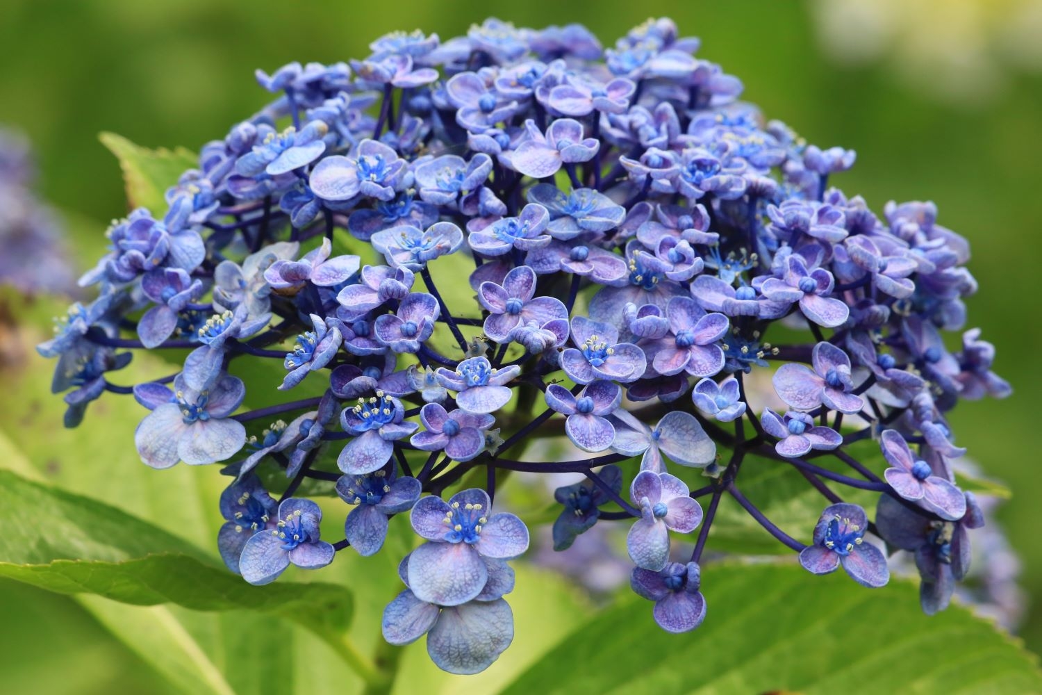 ウズアジサイ(ガクアジサイ系)