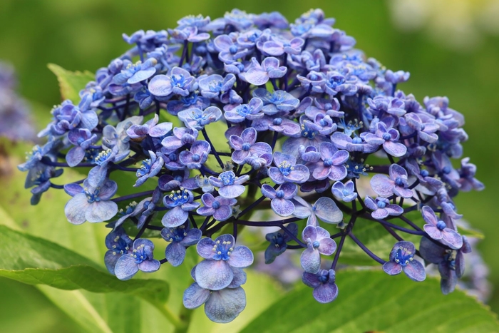 ウズアジサイ(ガクアジサイ系)