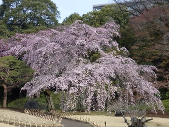 【オンライン講座お申し込み受付中！】緑と水の市民カレッジ  小石川後楽園の歴史と概要
