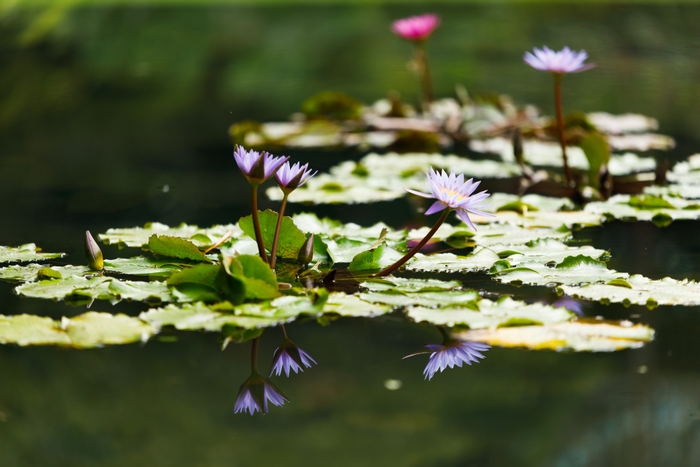 ガーデニングミュージアム花遊庭(熱帯睡蓮)