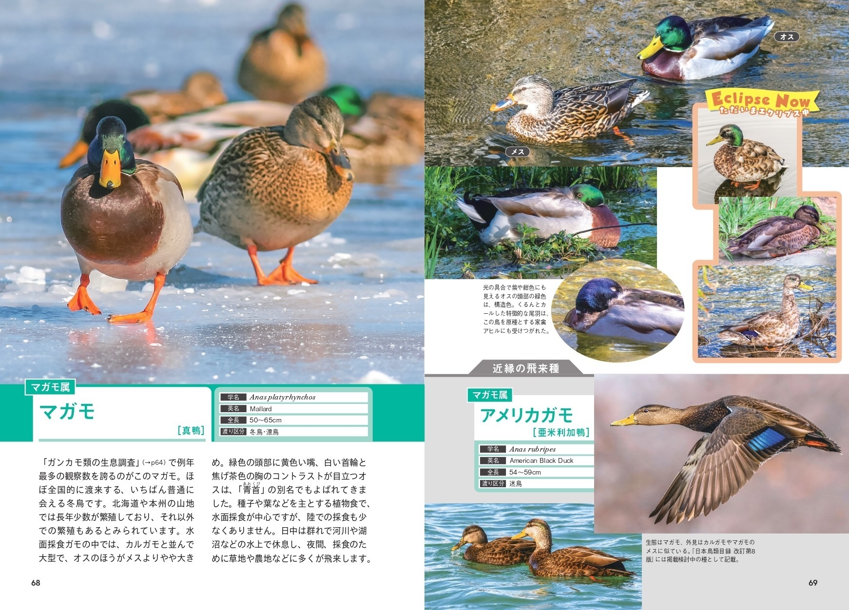 マガモ属 マガモ アメリカガモ