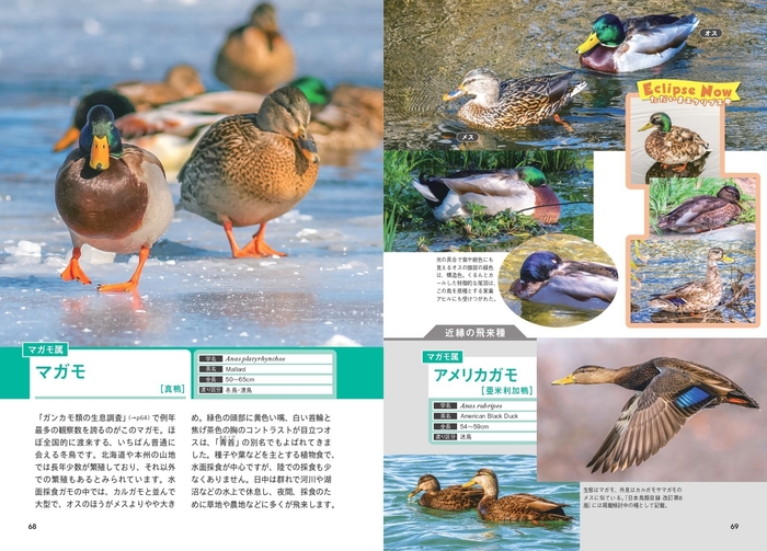 マガモ属 マガモ アメリカガモ