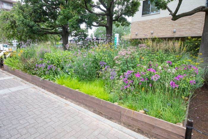 【グランプリ受賞のガーデン:Aガーデン(7月頃の日なた側の様子)】