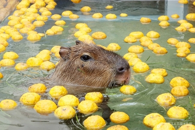 xcANELXj7NQTPb8OZlGI.jpg?w=940&h=940