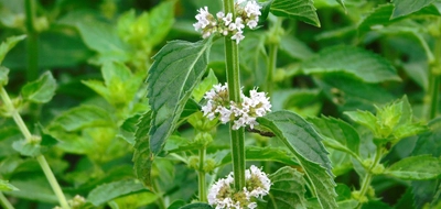 近畿大学薬用植物園で講演会と見学会を実施　地域の方々にミント等の薬用植物について理解を深める機会を提供