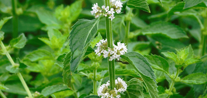 近畿大学薬学部薬用植物園で育成しているハッカ