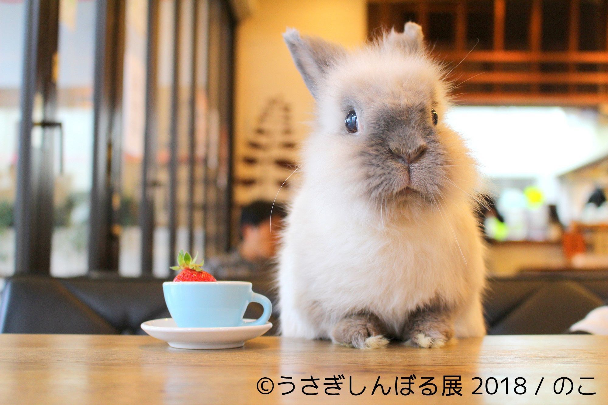 モフモフうさぎ秋の新作も公開！3周年目に突入の 「うさぎしんぼる展