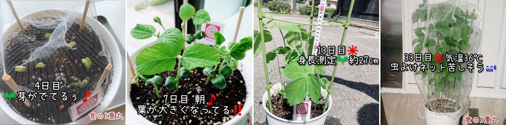 キットで栽培の様子