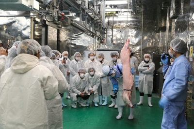 豚の枝肉の解体