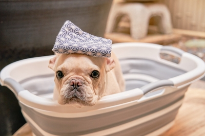 xnKN2ynnVEsRJ2G4eOMm.jpg?w=940&h=940