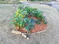 新春 寄せ植え展示(昨年度の様子)