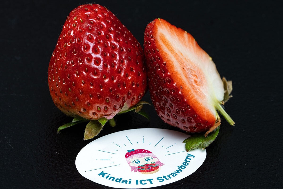 なら近大農法で生産されたいちご