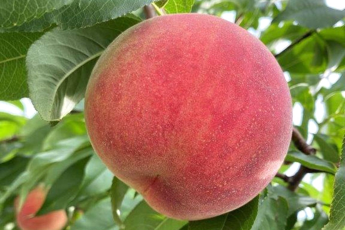 第4弾でプレゼント予定の「輝々桃(キラキラモモ)」