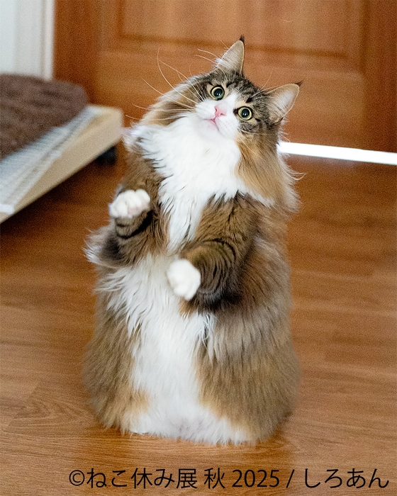 展示作品:しろあん