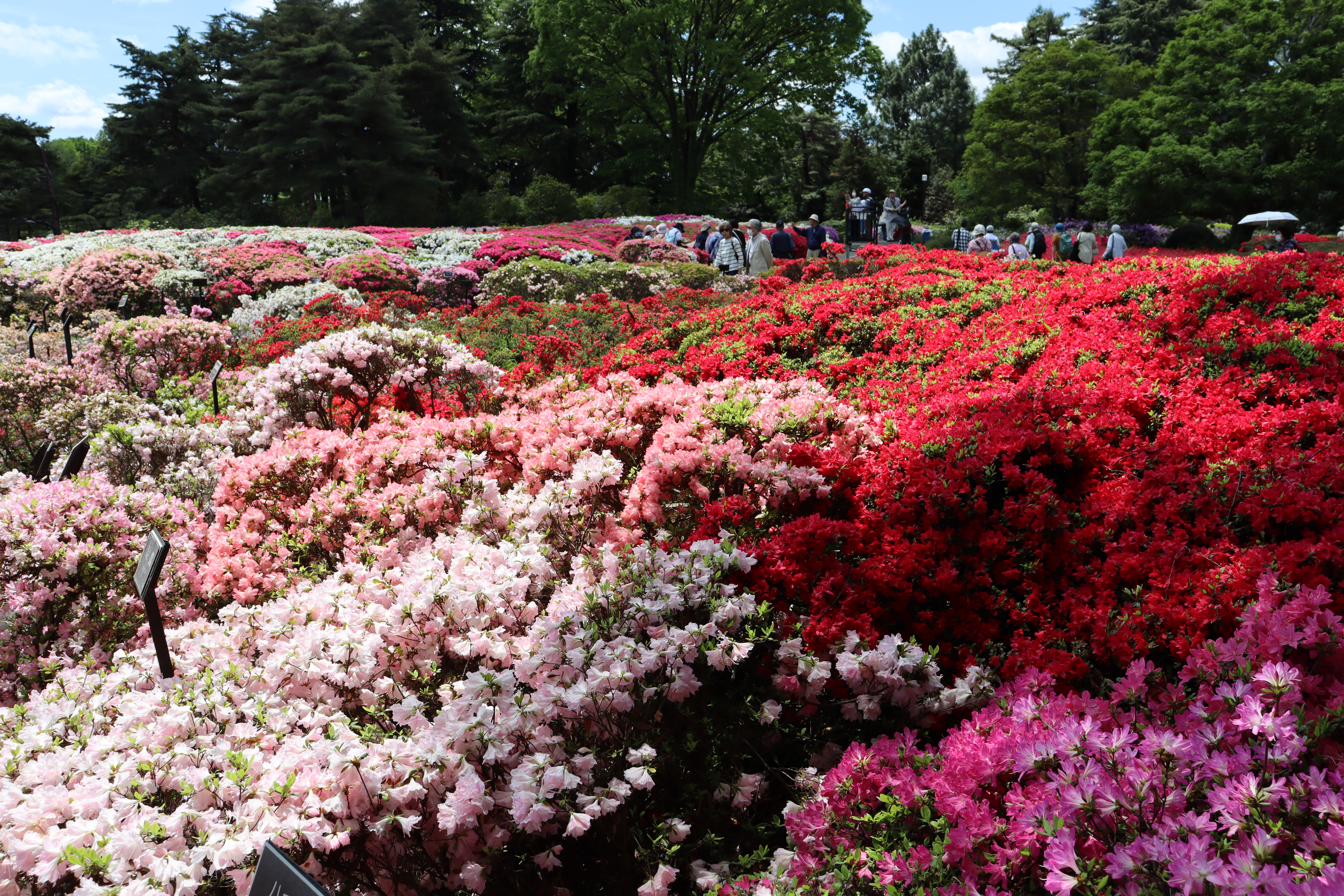 【神代植物公園】「つつじウィーク」～錦繍の大パノラマ～ 4/7（火）より開催！