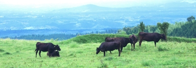 松阪牛の鮮度を活かした新焼肉体験
