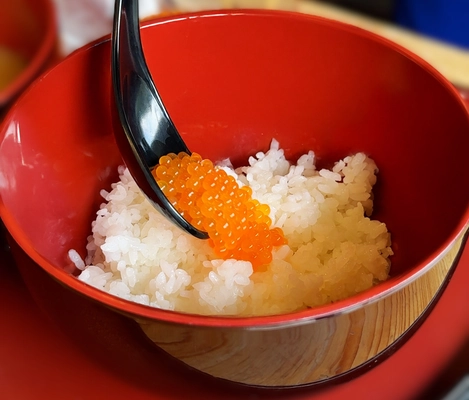 ニジマスの採卵と生しぼりイクラ丼を味わう、 親子や友人と楽しめるイベント　 滋賀県醒井養鱒場で11月22日開催