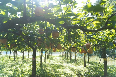 y3K9ujepDq4hqg5J9brt.jpg?w=940&h=940