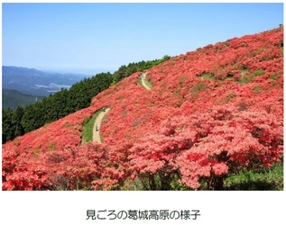葛城高原のつつじ開花期間に合わせて臨時列車を 運行します！