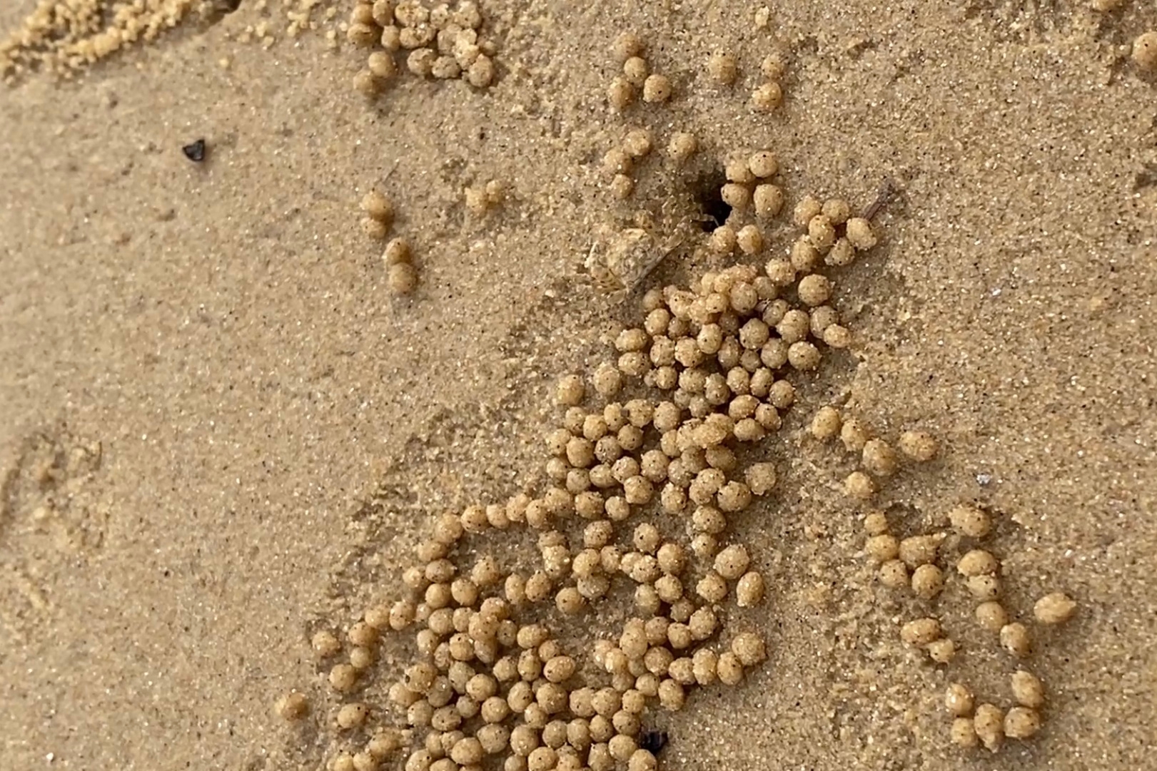 有機物を食べるスナガニが作った砂団子